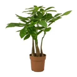 Pachira Aquatica - Multi Stem - Money Tree -Hortology Shop Pachira aquatica Multi Stem Money Tree