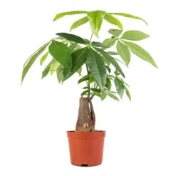 Pachira Aquatica - Thick Trunk - Money Tree 14 Pachira Aquatica - Thick Trunk - Money Tree -Hortology Shop Pachira aquatica Thick Trunk Money Tree 14x45cm