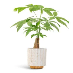 Pachira Aquatica - Thick Trunk - Money Tree 15 Pachira Aquatica - Thick Trunk - Money Tree -Hortology Shop Pachira aquatica Thick Trunk Money Tree 14x45cm Lugano Scalloped Plant Pot Mustard 16x16cm