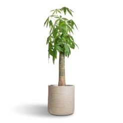 Dune Cylinder Planter - Oat -Hortology Shop Pachira aquatica Thick Trunk Money Tree 26x140cm Dune Cylinder Planter Oat 38x37cm