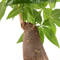 Pachira Aquatica - Thick Trunk - Money Tree 16 Pachira Aquatica - Thick Trunk - Money Tree -Hortology Shop Pachira aquatica Thick Trunk Money Tree SWATCH Small