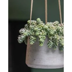 Patt Hanging Plant Pot - Grey Washed -Hortology Shop Patt Hanging Plant Pot Grey Washed Succulent