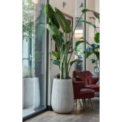 Patt High Plant Vase - Ridged Cement 20 Patt High Plant Vase - Ridged Cement -Hortology Shop Patt High Plant Vase Ridged Cement Strelitzia Houseplant