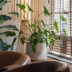 Patt Plant Pot - Grey Washed -Hortology Shop Patt Plant Pot Grey Washed Xanadu Houseplant