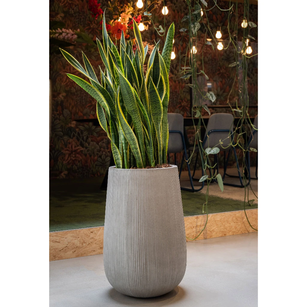 Patt High Plant Vase - Ridged Cement 4 Patt High Plant Vase - Ridged Cement - Image 4