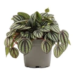 Peperomia Piccolo Banda -Hortology Shop Peperomia Piccolo Banda 10.5x20cm