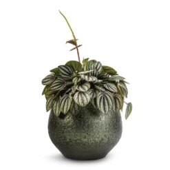 Peperomia Piccolo Banda -Hortology Shop Peperomia Piccolo Banda 10.5x20cm Noor Plant Pot Velvet Green 16x13cm 1cbd8962 4dc5 41de 9bb1 b791e93c17fa