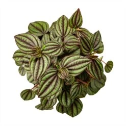 Peperomia Piccolo Banda -Hortology Shop Peperomia Piccolo Banda Houseplant 10.5x20cm Birdseye
