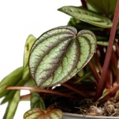 Peperomia Piccolo Banda -Hortology Shop Peperomia Piccolo Banda Houseplant 10.5x20cm Close Leaf