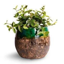 Lindy Plant Pot - Black Green 27 Lindy Plant Pot - Black Green -Hortology Shop Peperomia angulata rocca scuro Dark Green Beetle Radiator Plant 12x20cm Lindy Plant Pot Black Green 19x16cm 2d4cf0ce 9e80 4ff3 9920 6da54cfb156f