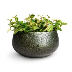 Noor Plant Bowl - Velvet Green -Hortology Shop Peperomia angulata rocca scuro Dark Green Beetle Radiator Plant 12x20cm Noor Plant Bowl Velvet Green 28x13cm 62e671b3 e4fa 4be3 83ff 3d10f8c20f90