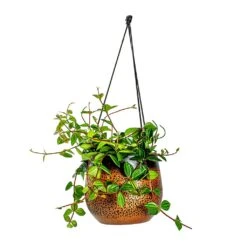 Mya Hanging Planter - Shiny Mocha -Hortology Shop Peperomia angulata rocca scuro Dark Green Beetle Radiator Plant Mya Hanging Planter Shiny Mocha b4c99ae9 5d4a 4b04 be8c 297ea5c00325