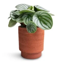 Chao Plant Pot - Terra -Hortology Shop Peperomia argyreia Watermelon Peperomia 12x20cm Chao Plant Pot Terra 13x15cm 93ab2fa1 c12f 4989 aa73 cc80b1293188
