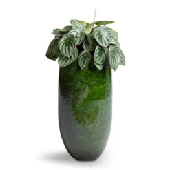 Aimee Tall Plant Vase - Pear -Hortology Shop Peperomia argyreia Watermelon Peperomia 15x25cm Aimee Tall Plant Vase Pear 22x45cm