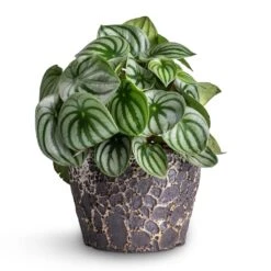Lava Couple Straight Relic Planter - Black -Hortology Shop Peperomia argyreia Watermelon Peperomia 15x25cm Lava Couple Straight Relic Planter Black 19x13cm e57b0b0d 83ea 442e 96e6 c72b52dc01a7