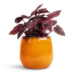 Charlotte Plant Pot - Spiced Ochre -Hortology Shop Peperomia caperata Red Luna 11x20cm Charlotte Plant Pot Ochre 15x13cm