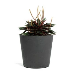 Mini Bucket Plant Pot - Black Washed -Hortology Shop Peperomia caperata Rosso Mini Bucket Plant Pot Black Washed