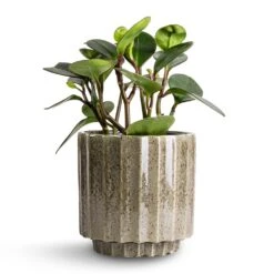 Lugano Scalloped Plant Pot - Green -Hortology Shop Peperomia clusiifolia Red Margin Red Edged Radiator Plant 14x25cm Lugano Scalloped Plant Pot Green 16x16cm d10fc9bd dae3 4b28 aa9a 9d9599f9a464