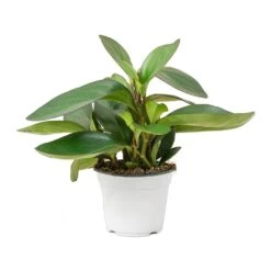 Peperomia Clusiifolia Red Margin - Red Edged Radiator Plant 17 Peperomia Clusiifolia Red Margin - Red Edged Radiator Plant -Hortology Shop Peperomia clusiifolia Red Margin Red Edged Radiator Plant Large