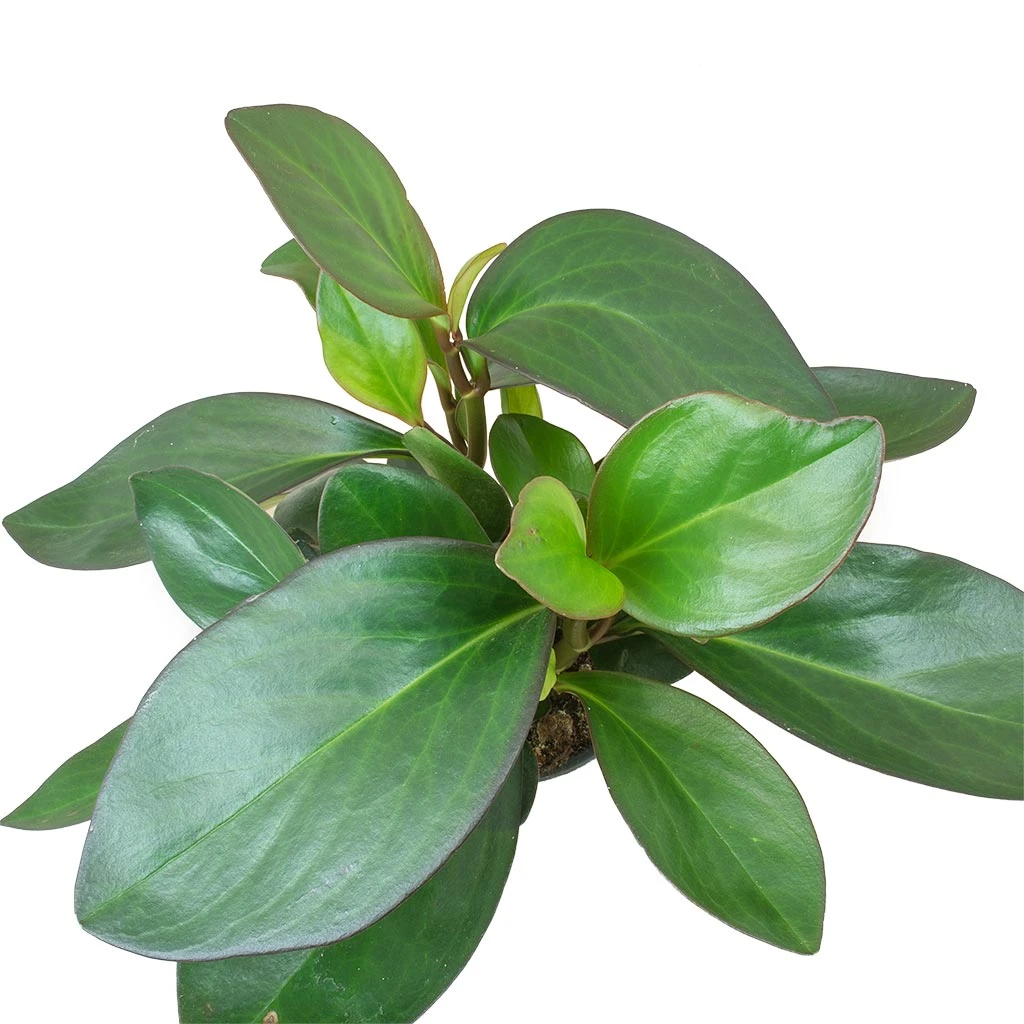 Peperomia Clusiifolia Red Margin - Red Edged Radiator Plant 9 Peperomia Clusiifolia Red Margin - Red Edged Radiator Plant - Image 9