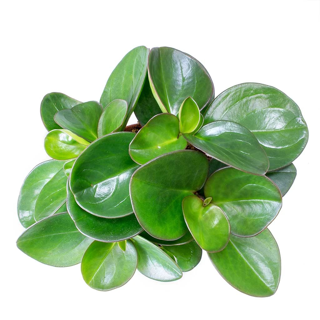 Peperomia Clusiifolia Red Margin - Red Edged Radiator Plant 2 Peperomia Clusiifolia Red Margin - Red Edged Radiator Plant - Image 2