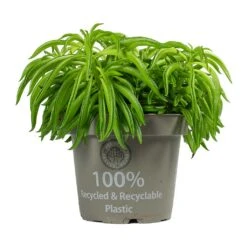 Peperomia Ferreyrae Nevada - Happy Bean -Hortology Shop Peperomia ferreyrae Happy Bean
