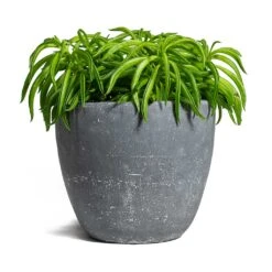 Peperomia Ferreyrae Nevada - Happy Bean -Hortology Shop Peperomia ferreyrae Happy Bean Anne Plant Pot Blue Stone