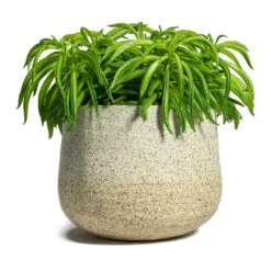 Peperomia Ferreyrae Nevada - Happy Bean -Hortology Shop Peperomia ferreyrae Happy Bean Iris Plant Pot Sand