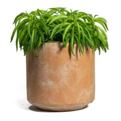 Peperomia Ferreyrae Nevada - Happy Bean -Hortology Shop Peperomia ferreyrae Happy Bean Saar Plant Pot Terra