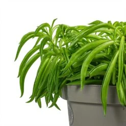 Peperomia Ferreyrae Nevada - Happy Bean -Hortology Shop Peperomia ferreyrae Happy Bean Stems