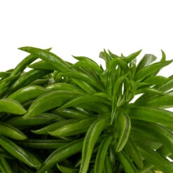 Peperomia Ferreyrae Nevada - Happy Bean -Hortology Shop Peperomia ferreyrae Nevada Happy Bean DETAIL