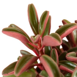 Peperomia Graveolens - Ruby Glow Radiator Plant 16 Peperomia Graveolens - Ruby Glow Radiator Plant -Hortology Shop Peperomia graveolens Ruby Glow Radiator Plant 1