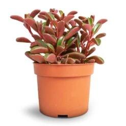 Peperomia Graveolens - Ruby Glow Radiator Plant 13 Peperomia Graveolens - Ruby Glow Radiator Plant -Hortology Shop Peperomia graveolens Ruby Glow Radiator Plant 10.5x17cm