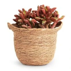 Peperomia Graveolens - Ruby Glow Radiator Plant 15 Peperomia Graveolens - Ruby Glow Radiator Plant -Hortology Shop Peperomia graveolens Ruby Glow Radiator Plant 10.5x17cm Nelis Plant Basket Camel 13x12cm 9ec1d073 f317 4ca9 89c4 be0f6487a030