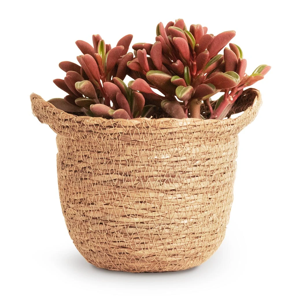 Peperomia Graveolens - Ruby Glow Radiator Plant 6 Peperomia Graveolens - Ruby Glow Radiator Plant - Image 6