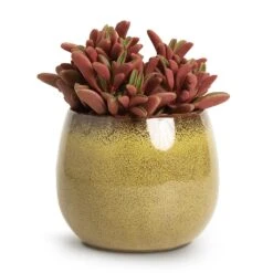 Peperomia Graveolens - Ruby Glow Radiator Plant 18 Peperomia Graveolens - Ruby Glow Radiator Plant -Hortology Shop Peperomia graveolens Ruby Glow Radiator Plant 10.5x17cm Odile Plant Pot Moss 13x11cm 74d4c8e9 df29 4ee9 977e 70d1100ae8bc