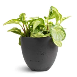 Mini Jesslyn Plant Pot - Black Washed -Hortology Shop Peperomia obtusifolia Golden Gate Baby Rubber Plant 14x25cm Mini Jesslyn Plant Pot Black Washed 18x15cm 1 ed3a6919 6dd9 4a43 92e8 35e449ec0827