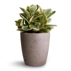 Gerben Plant Pot - Grey Washed -Hortology Shop Peperomia obtusifolia Obtipan Bicolor 12x20cm Gerben Plant Pot Grey Washed 15x16cm