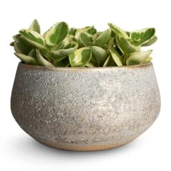 Noor Plant Bowl - Metallic Grey -Hortology Shop Peperomia obtusifolia Obtipan Bicolor 12x20cm Noor Plant Bowl Metallic Grey 28x13cm