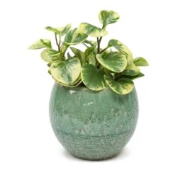 Peperomia Obtusifolia Variegata - Variegated Baby Rubber Plant -Hortology Shop Peperomia obtusifolia Variegata Variegated Baby Rubber Plant Femme Azure Plant Pot