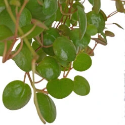Peperomia Prostrata Pepperspot - String Of Coins -Hortology Shop Peperomia prostrata Pepperspot String of Coins 11x25cm 2