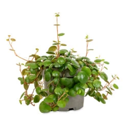Peperomia Prostrata Pepperspot - String Of Coins -Hortology Shop Peperomia prostrata Pepperspot String of Coins 11x25cm 4