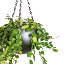 Aeschynanthus Pink Polka - Lipstick Plant -Hortology Shop Peperomia prostrata Pepperspot String of Coins 15x20cm Gradient Hanging Plant Globe Matt Grey 24x19cm 2