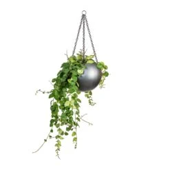 Gradient Hanging Plant Globe - Matt Grey 6 Gradient Hanging Plant Globe - Matt Grey -Hortology Shop Peperomia prostrata Pepperspot String of Coins 15x20cm Gradient Hanging Plant Globe Matt Grey 24x19cm 8229e548 e96e 4af8 a4b4 9dfa73bde1f8