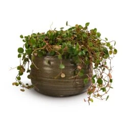Peperomia Prostrata Pepperspot - String Of Coins -Hortology Shop Peperomia prostrata Pepperspot String of Coins 15x20cm Iris Plant Pot Moss Grey 21x17cm