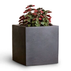 Fleur Natural Planter - Black -Hortology Shop Peperomia verticillata Red Log 11x15cm Fleur Natural Planter Black 15x15x15cm 2