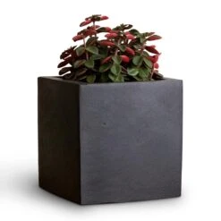 Peperomia Verticillata Red Log -Hortology Shop Peperomia verticillata Red Log 11x15cm Fleur Natural Planter Black 15x15x15cm