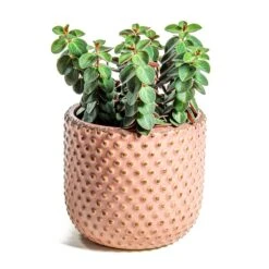 Peperomia Verticillata Red Log -Hortology Shop Peperomia verticillata Red Log Bolino Plant Pot Pale Rose