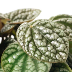Peperomia Caperata Burbella -Hortology Shop PeperomiacaperataBurbella 2