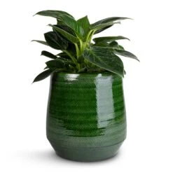 Remi Plant Pot - Green 26 Remi Plant Pot - Green -Hortology Shop Philodendron Birkin White Wave 12x25cm Remi Plant Pot Green 18x19cm